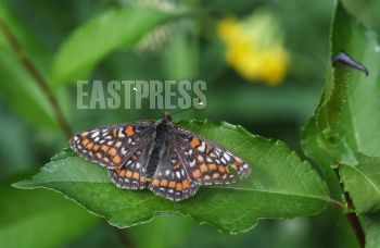 EA317673, Eastpress , Kotka, Finland